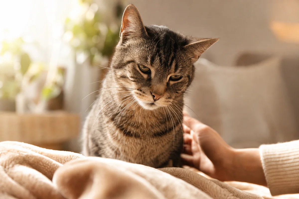 chat mousse blanche : les signes qui doivent pousser à consulter rapidement