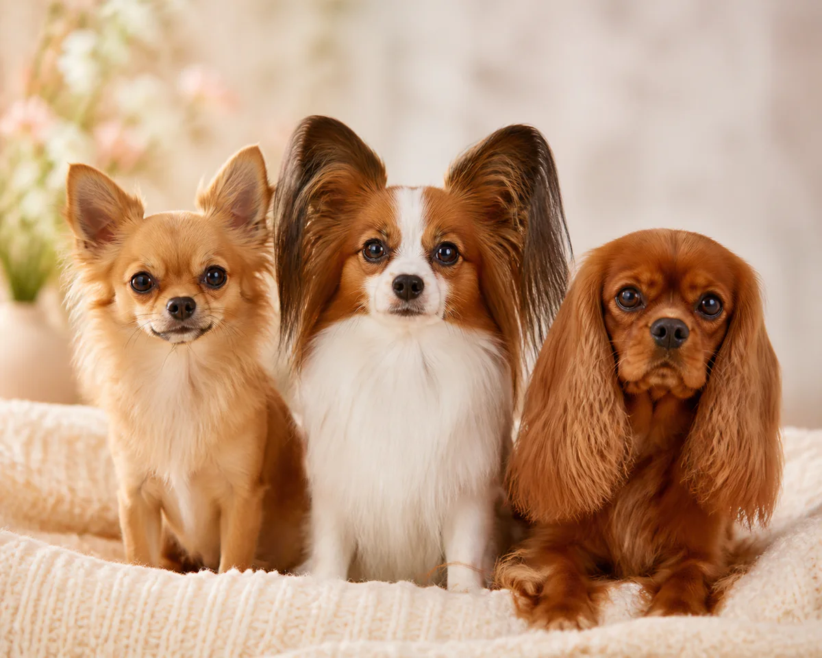 Petit chien avec des grandes oreilles, quelles races reconnaître ?